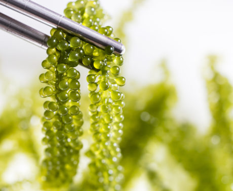Green Caviar Sea Grapes